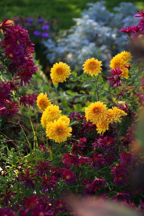 Gartenarbeit im Oktober