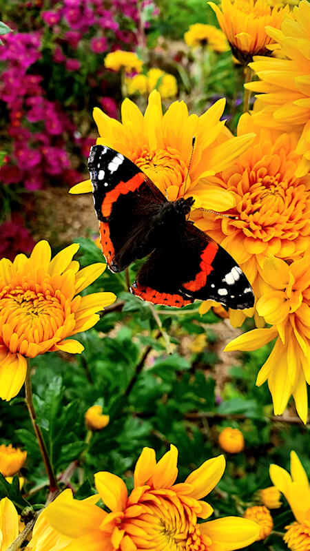 Chrysanthemen mit Schmetterlingen
