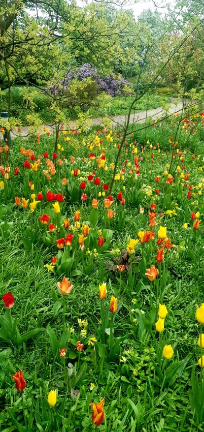 Frühblüher Tulpen