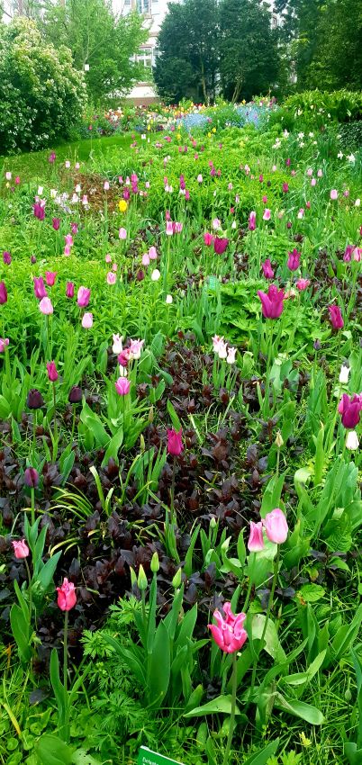 Frühblüher Tulpen