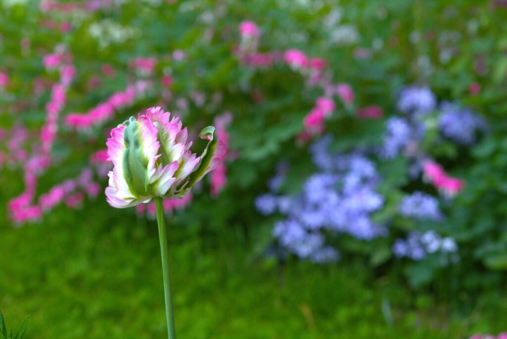 Frühblüher im Garten