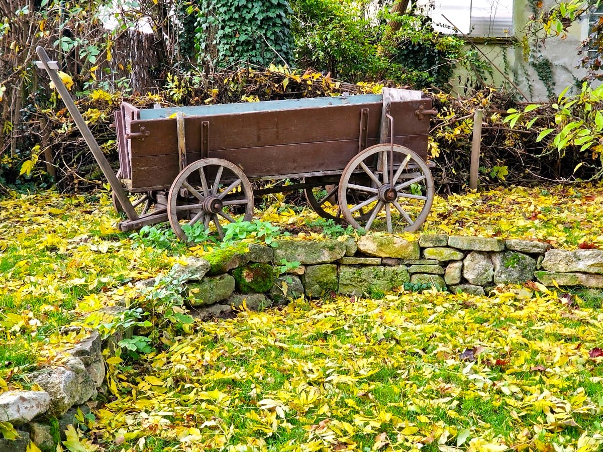 Gartenarbeit im Oktober - Blätter vom Rasen rechen.