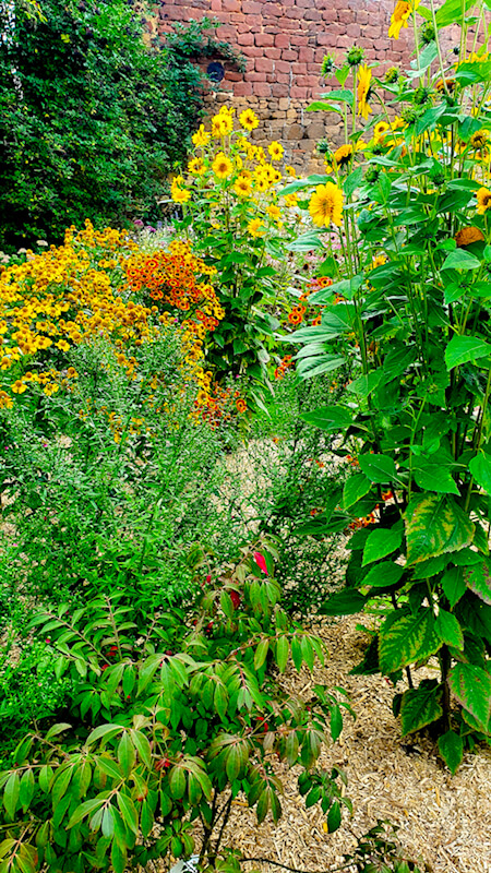 Einen bunten Garten im Herbst