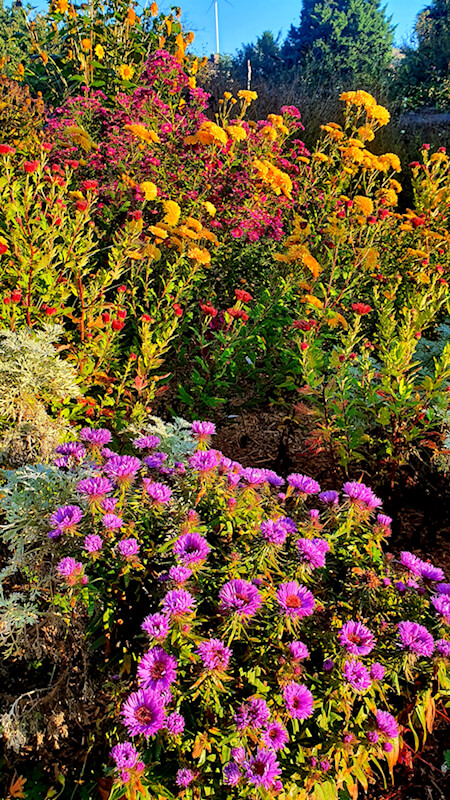 Einen bunten Garten im Herbst