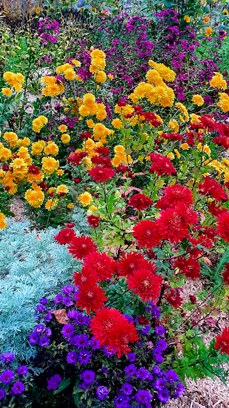 Einen bunten Garten im Herbst