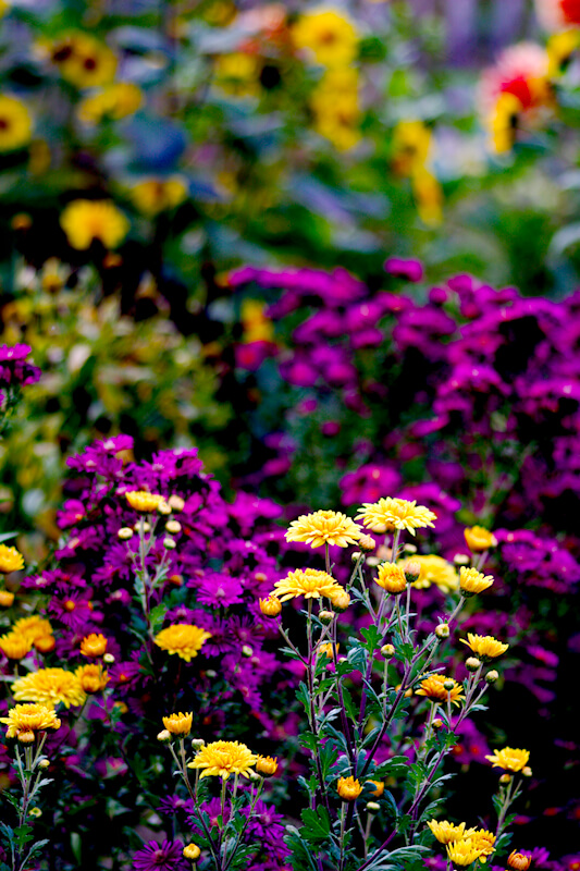 Einen bunten Garten im Herbst