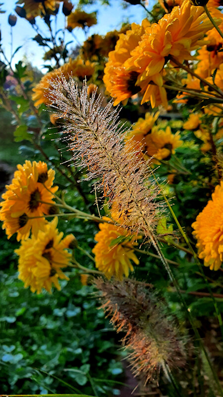 Einen bunten Garten im Herbst