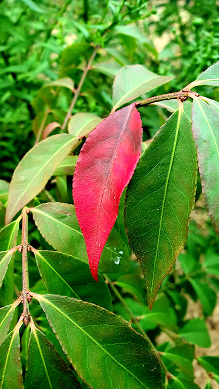 Einen bunten Garten im Herbst