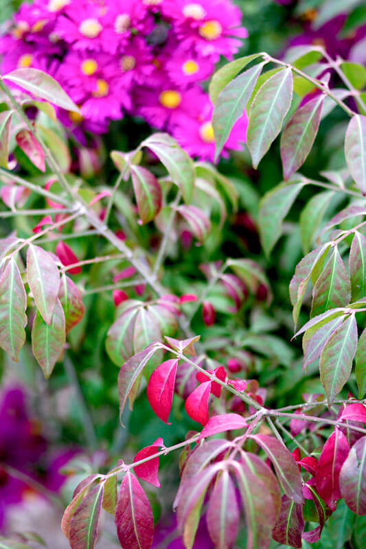 Einen bunten Garten im Herbst