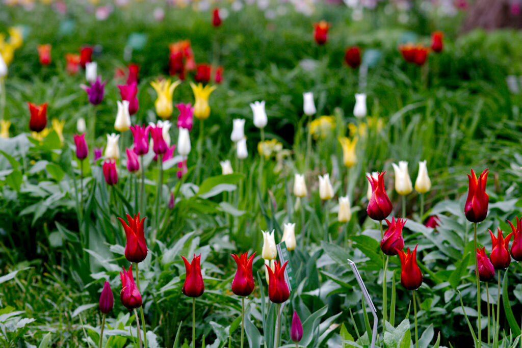Frühblüher Tulpen