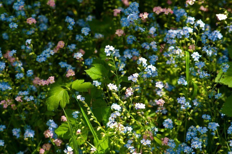 geheimen Garten