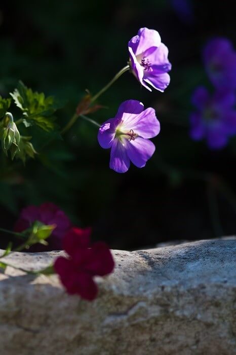 geheimen Garten