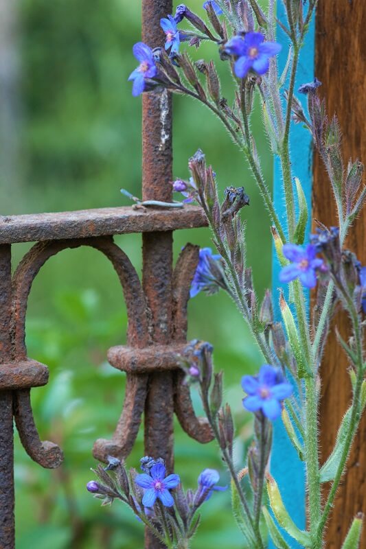geheimen Garten
