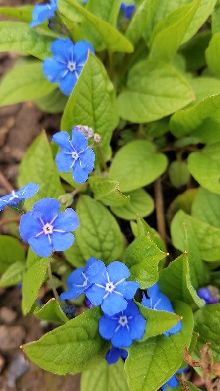 geheimen Garten Staudenbeet anlegen