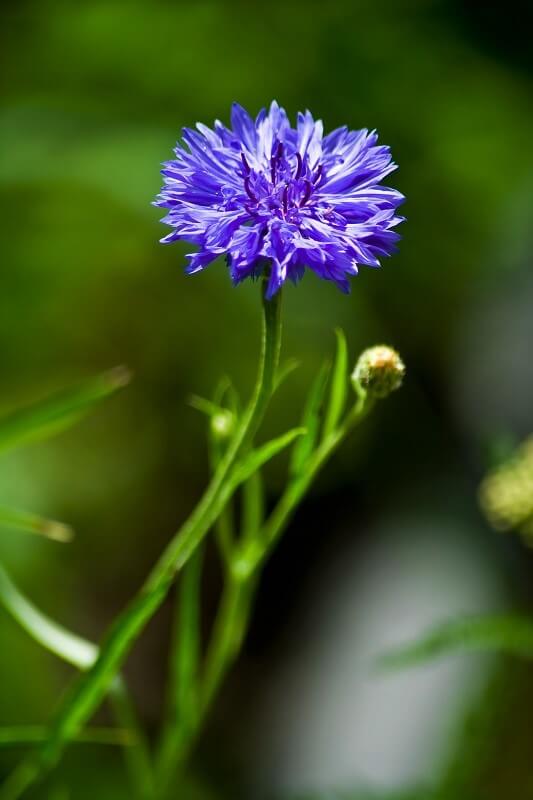 geheimen Garten