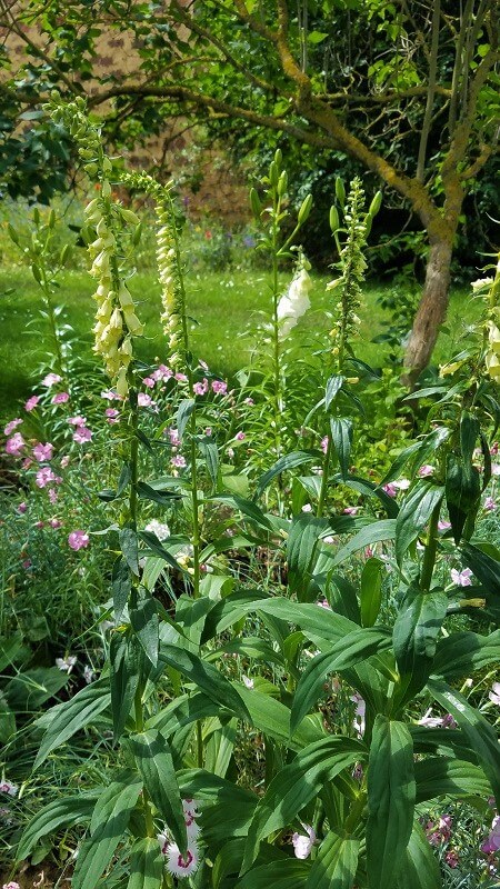 geheimen Garten