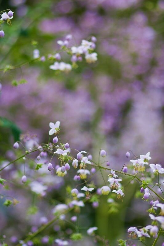 geheimen Garten