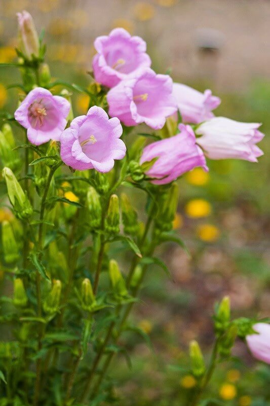 geheimen Garten