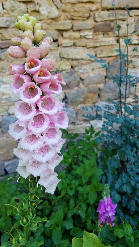 geheimen Garten