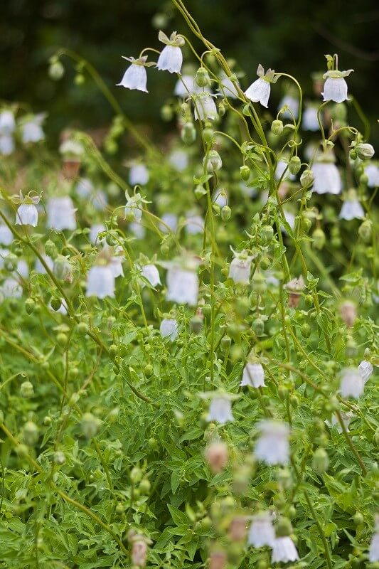 geheimen Garten
