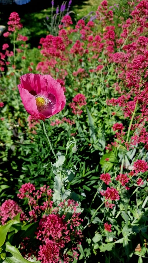 Spornblume