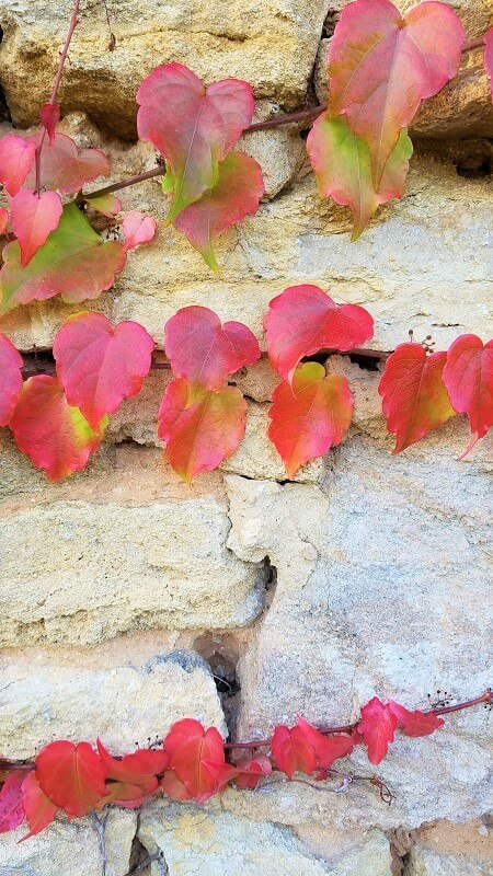 Einen bunten Garten im Herbst