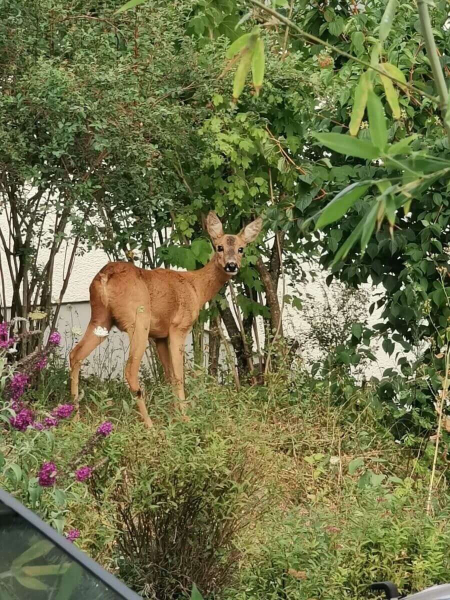 Reh in einem Garten aus Ramsen.