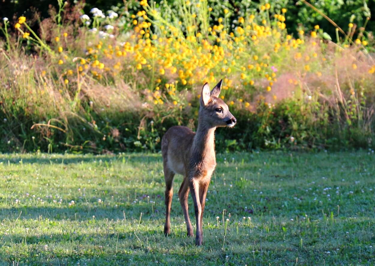 Rehfeste Staudenliste: Reh im Garten.