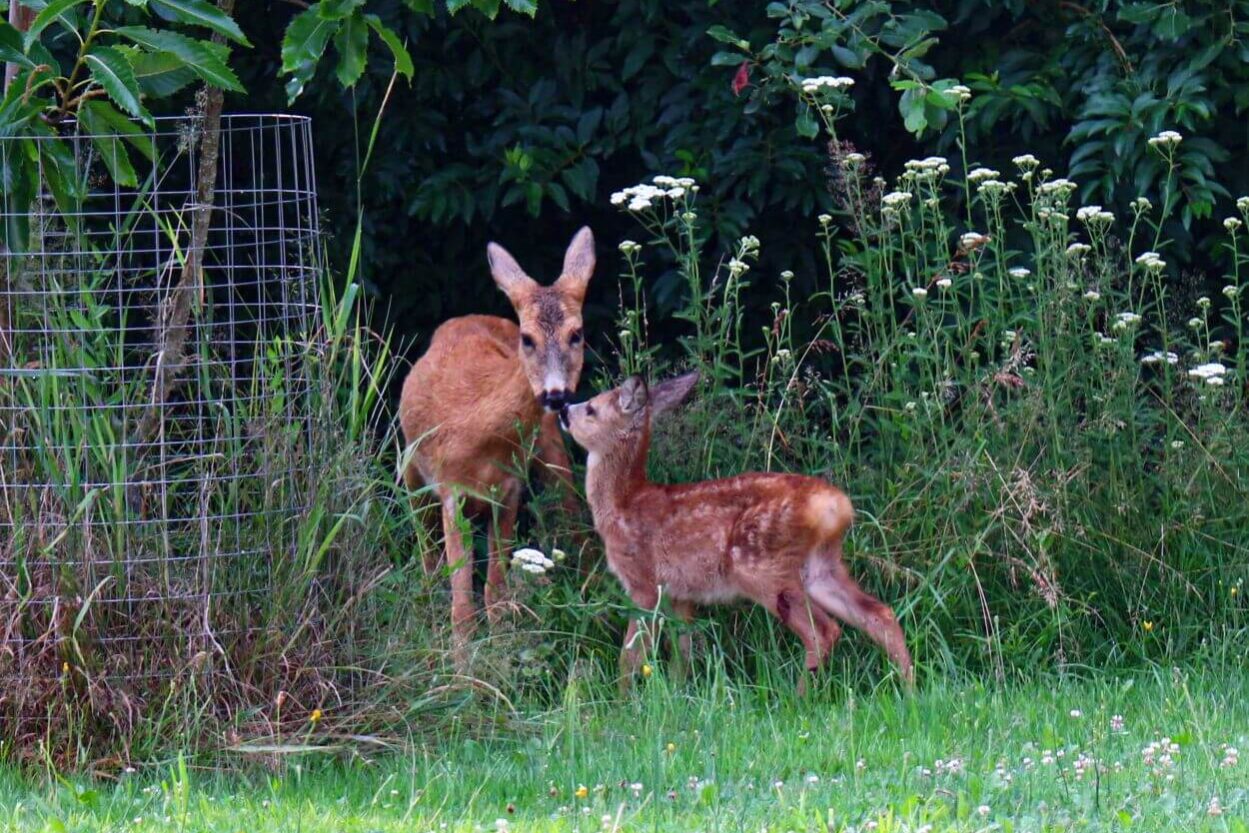 Rehe_im_Garten (4)kl