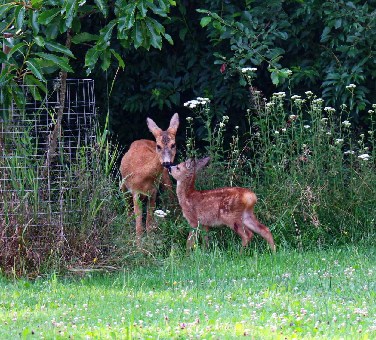 Rehfeste Staudenliste: Ricke mit Kitz