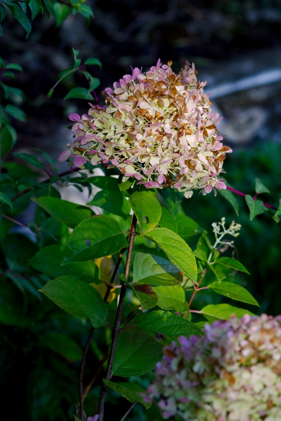Rispenhortensie