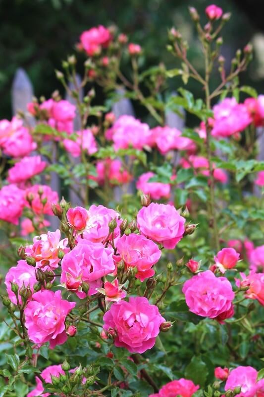 geheimen Garten