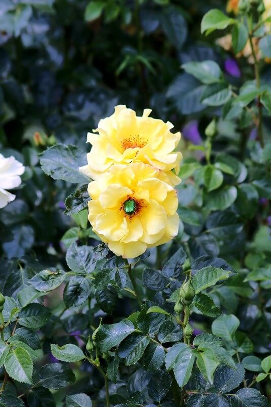 geheimen Garten