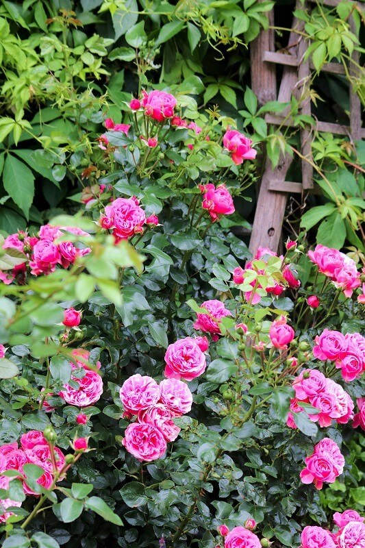 geheimen Garten