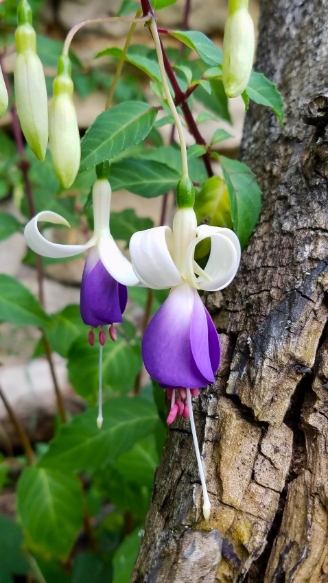 Fuchsien