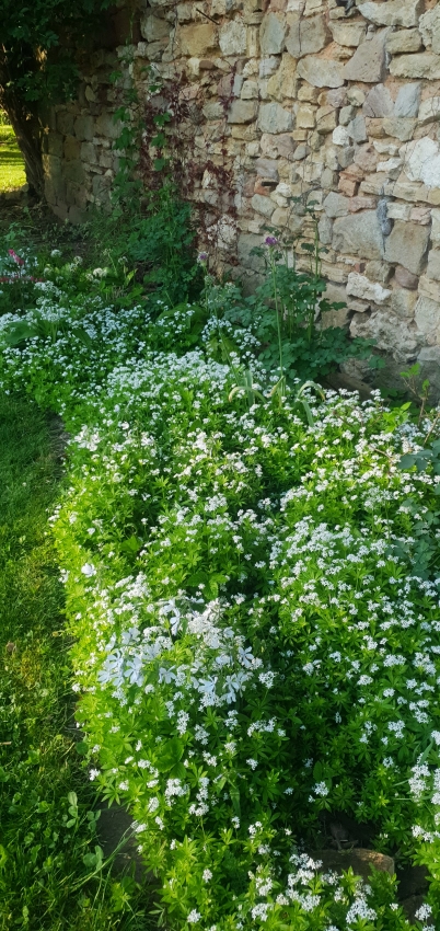 Weißes Staudenbeet