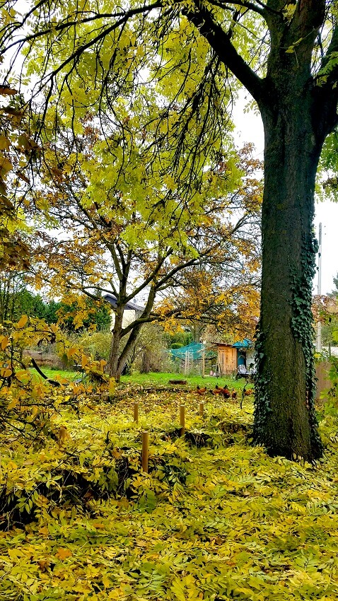 Gartenarbeit November
