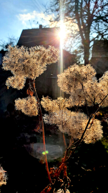 Gartenarbeit im November Wasserdost