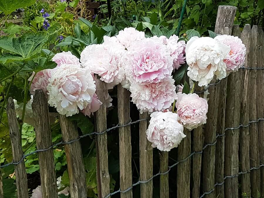 Maren's Garten