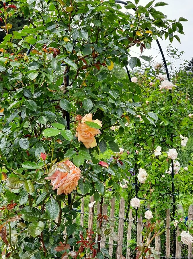 Maren's Garten