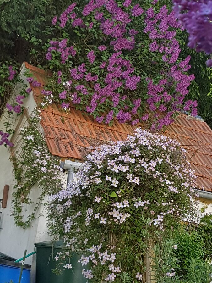 Maren's Garten