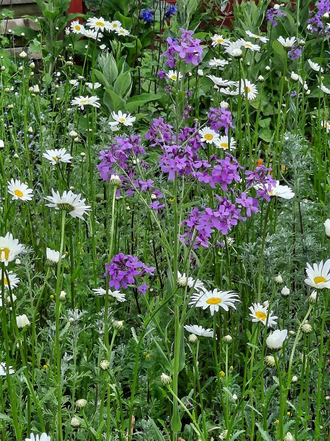 Maren's Garten