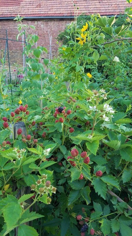 Bauerngarten anlegen