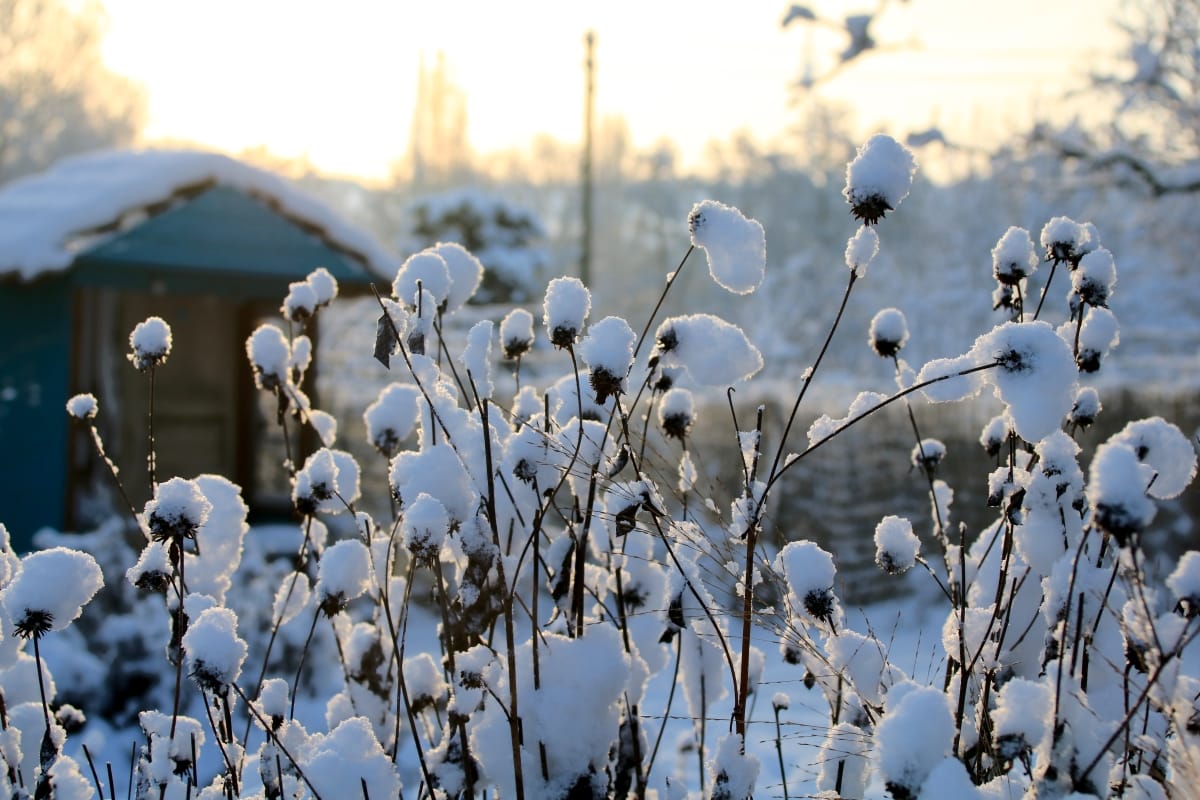 Den Garten im Winter nutzen - Stauden mal stehen lasen