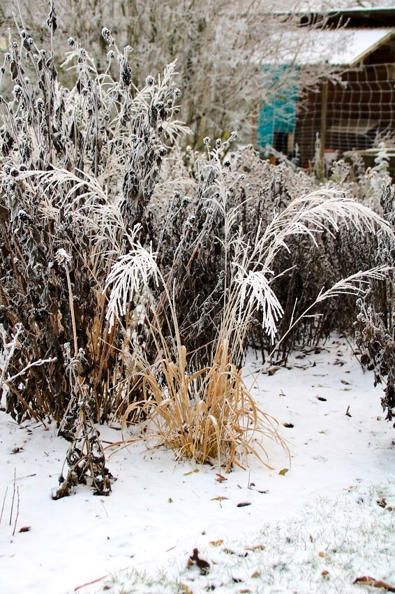Gartenarbeit im Januar