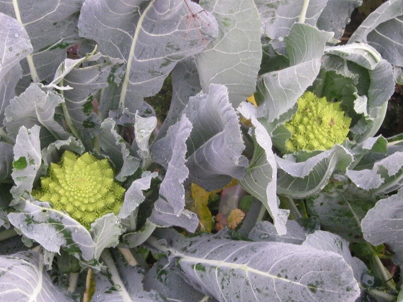 Gemüse im Winter anbauen