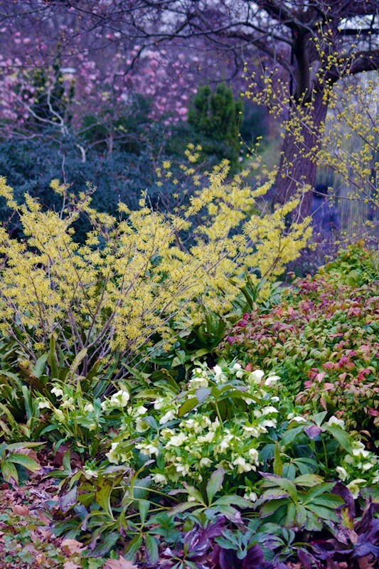 Wintergarten gestalten mit Zaubernuss