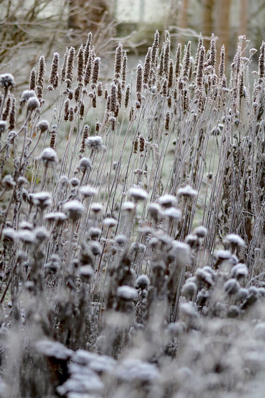Wintergarten gestalten Garten im Winter