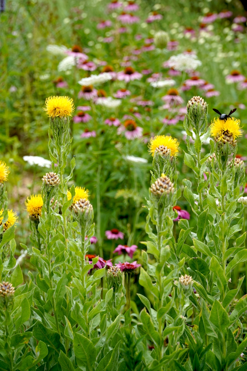Gartenplaner werden