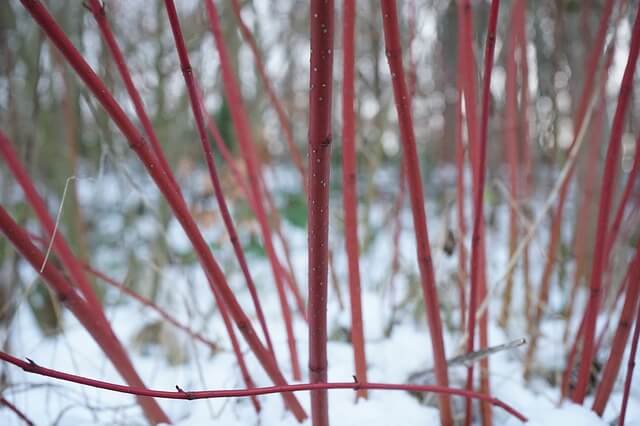 Hecke pflanzen
